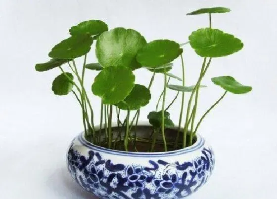植物常识问题|铜钱草究竟有多好养