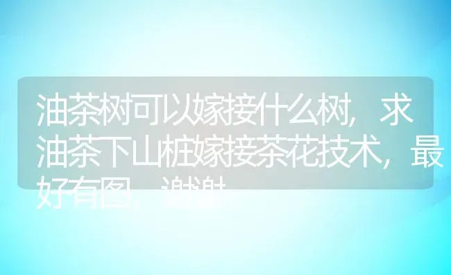 油茶树可以嫁接什么树,求油茶下山桩嫁接茶花技术，最好有图，谢谢 | 养殖常见问题