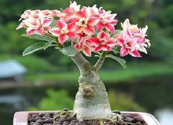 植物常识问题|秋冬怎么养沙漠玫瑰才能安全过冬