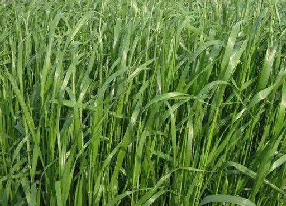 植物常识问题|多年生牧草有哪些品种 耐寒高产的多年生长牧草品种