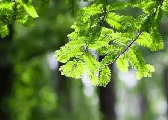 植物常识问题|水杉长什么样子图片