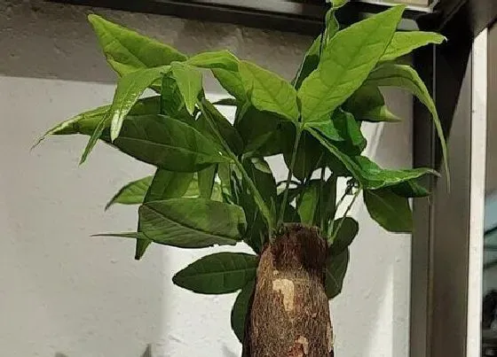 植物常识问题|家中怎么养护发财树比较好