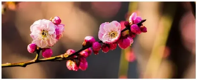 梅花产自哪里 | 农业问题
