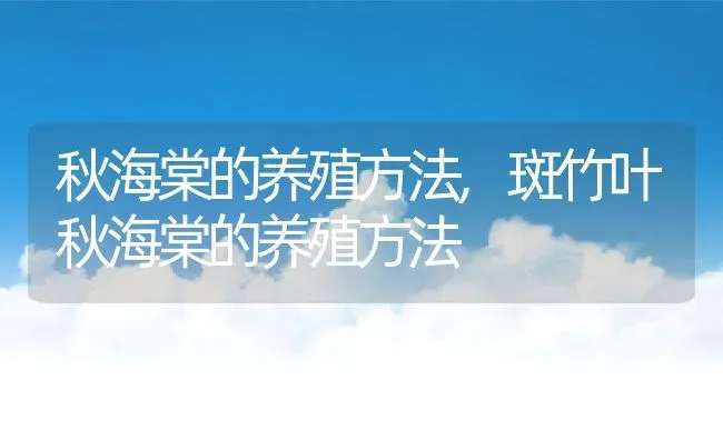 秋海棠的养殖方法,斑竹叶秋海棠的养殖方法 | 养殖常见问题