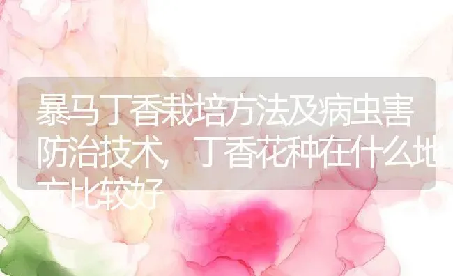 暴马丁香栽培方法及病虫害防治技术,丁香花种在什么地方比较好 | 养殖常见问题