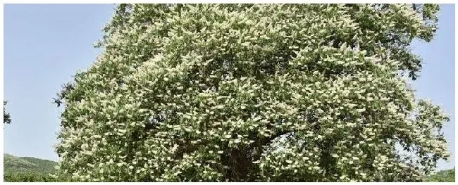 娑罗树种植注意事项 | 生活常识