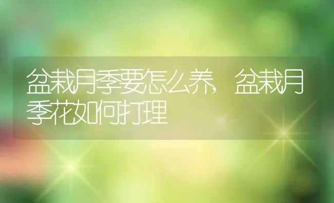 盆栽月季要怎么养,盆栽月季花如何打理 | 养殖常见问题