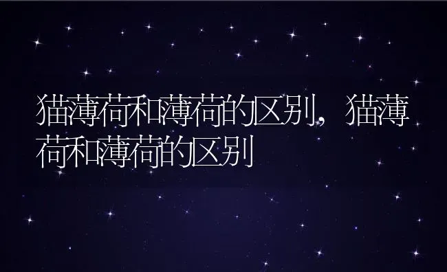 猫薄荷和薄荷的区别,猫薄荷和薄荷的区别 | 养殖常见问题