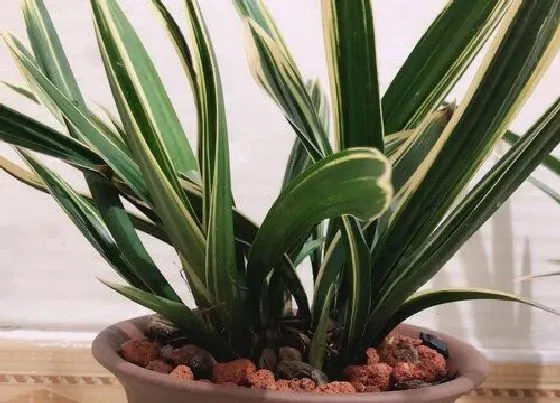 植物常识问题|用什么植料养护兰花猛开花