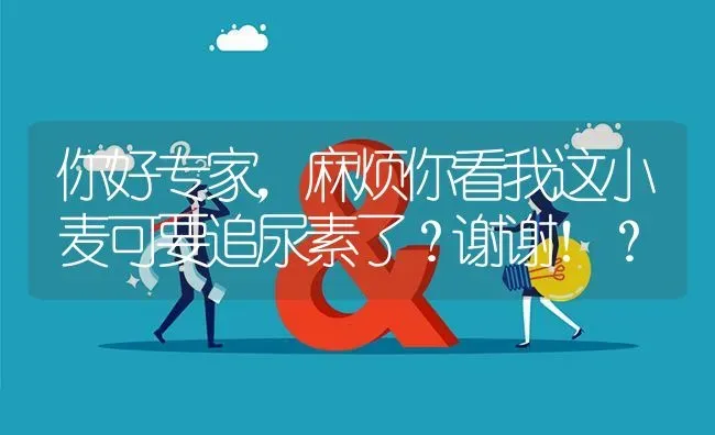 你好专家,麻烦你看我这小麦可要追尿素了?谢谢！? | 养殖问题解答