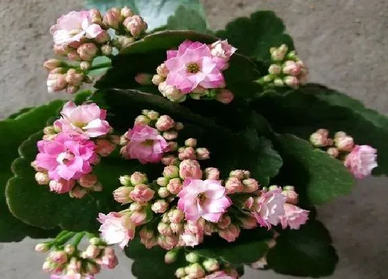植物常识问题|如何修剪开败的长寿花