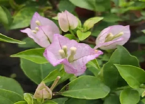 植物常识问题|三角梅控水还是不开花怎么办