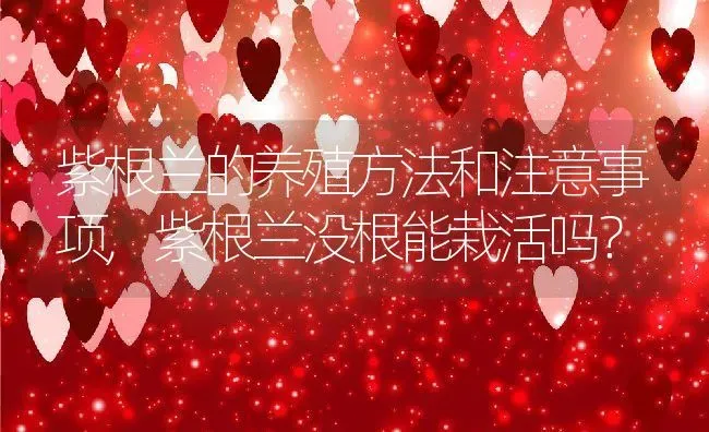紫根兰的养殖方法和注意事项,紫根兰没根能栽活吗？ | 养殖常见问题