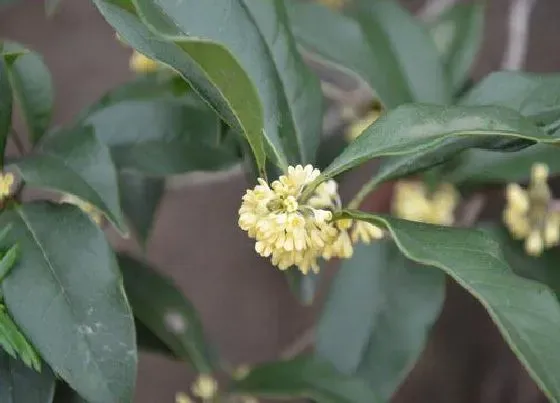 植物常识问题|冬季怎么养桂花保持适合的养护温度