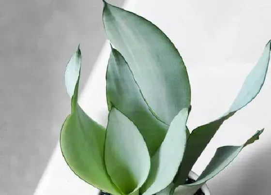 植物常识问题|虎皮兰养护一定要避开的致命弱点