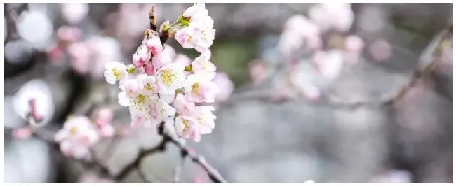 樱花苗种植注意事项 | 农业问题