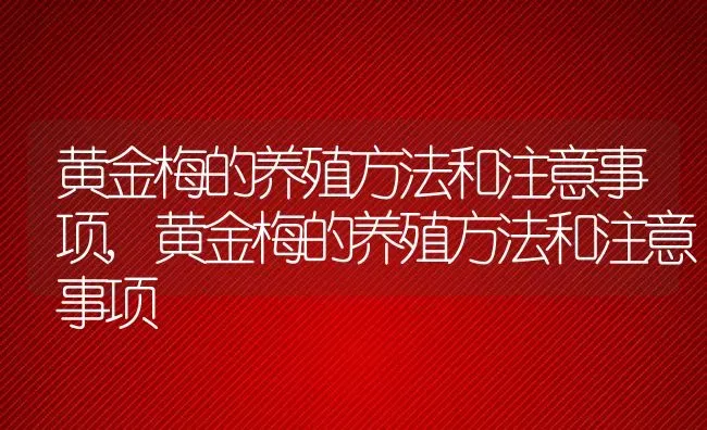 黄金梅的养殖方法和注意事项,黄金梅的养殖方法和注意事项 | 养殖常见问题