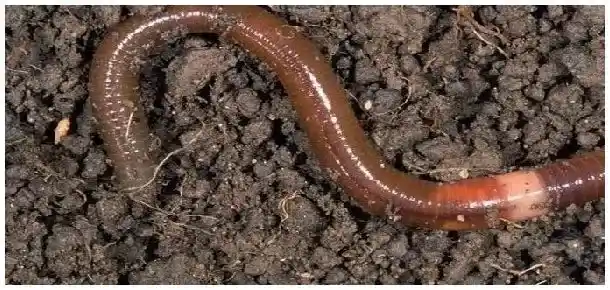 蚯蚓体表湿润的原因 | 农业常识