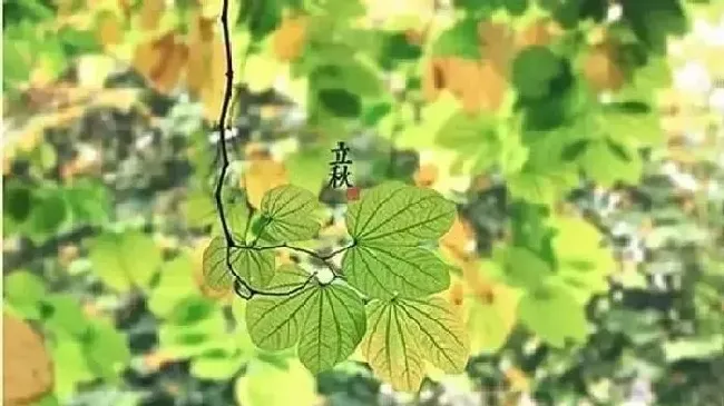 植物常识问题|立秋无雨是空秋万物历来一半收（立秋对农作物的影响）