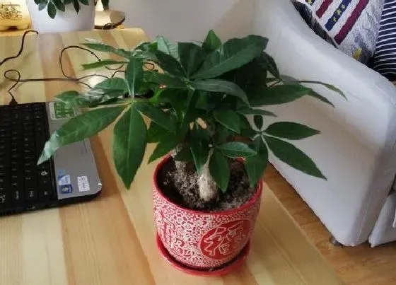 植物常识问题|发财树养护过程中要注意什么很快枝繁叶茂
