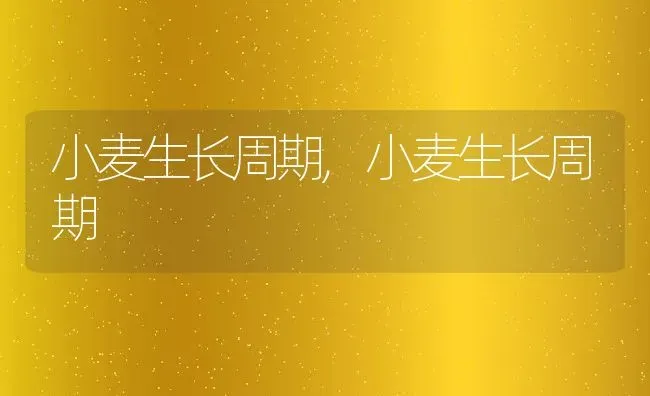 小麦生长周期,小麦生长周期 | 养殖常见问题