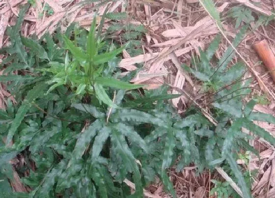 植物常识问题|金鸡尾叶片发红的原因和解决方法