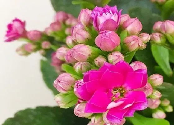 植物常识问题|如何修剪开败的长寿花