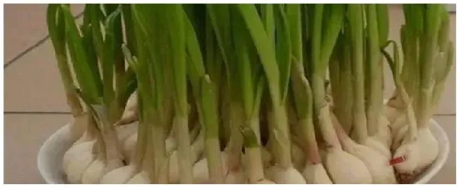 蒜苗如何种植 | 科普知识