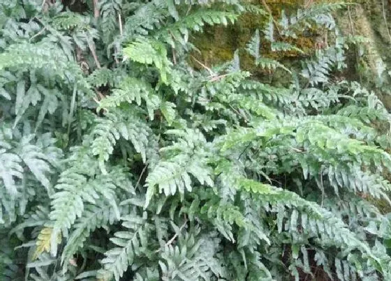 植物常识问题|金鸡尾叶片发红的原因和解决方法