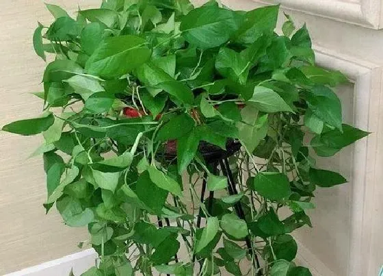 植物常识问题|夏天绿箩怎么养生长旺盛叶片油亮