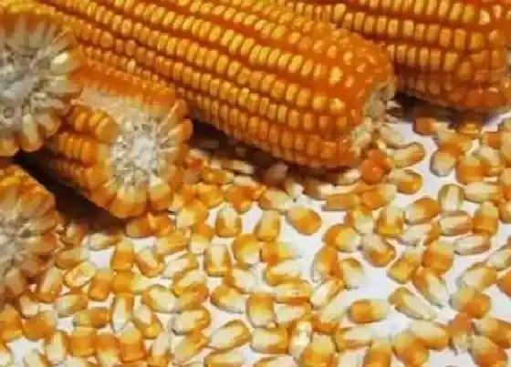 植物常识问题|玉米什么时候种