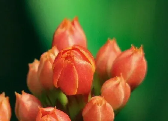 植物常识问题|长寿花叶片发黄如何恢复绿叶
