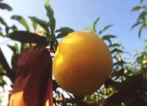 植物常识问题|黄桃品种
