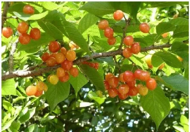 家庭种植果树注意事项 | 生活常识