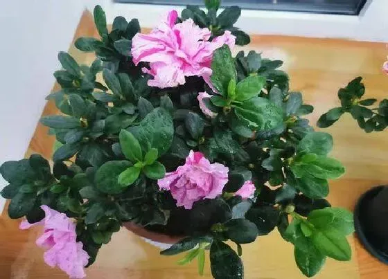 植物常识问题|7月养护杜鹃需要注意哪些问题
