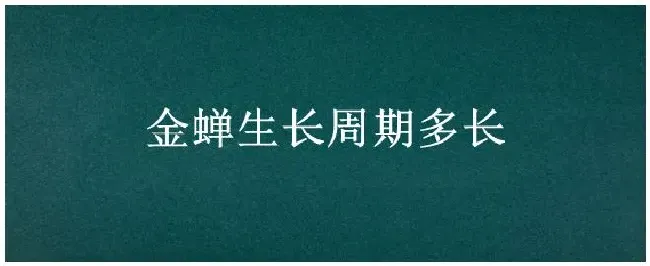 金蝉生长周期多长 | 三农答疑