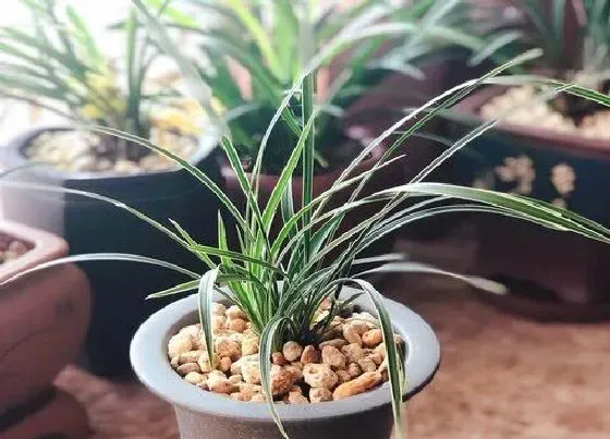 植物常识问题|兰花使用什么植料长得肥壮