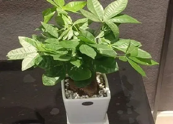 植物常识问题|发财树养护过程中要注意什么很快枝繁叶茂