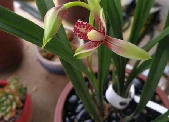 植物常识问题|如何给兰花施肥新根挤满盆