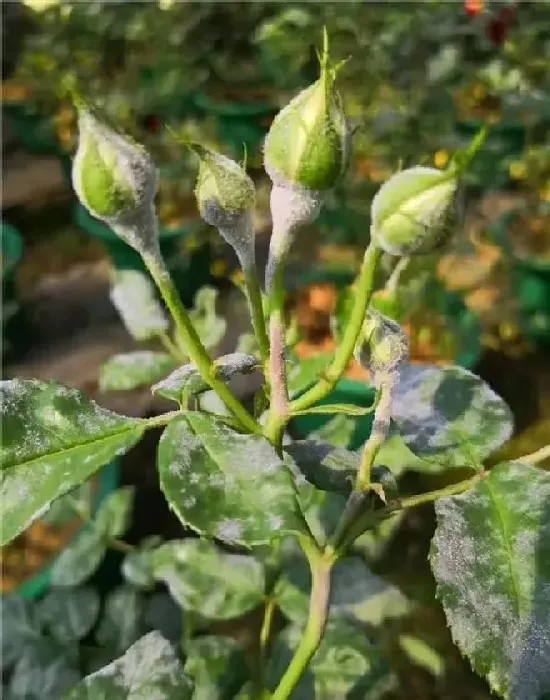 植物常识问题|月季花长白霜用什么药（月季花长了白色的霜是什么东西）