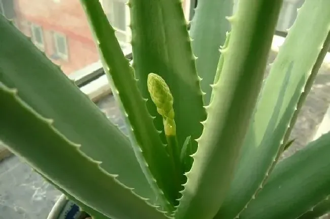 植物常识问题|芦荟养在家里好不好