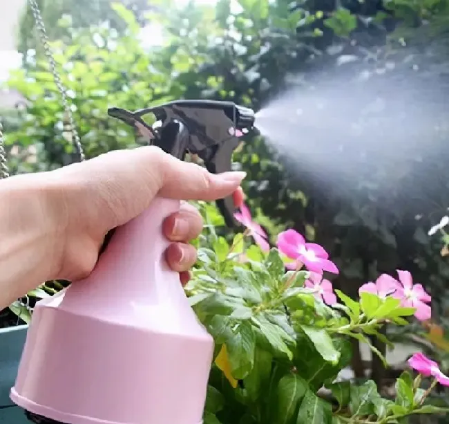 植物常识问题|月季花长白霜用什么药（月季花长了白色的霜是什么东西）