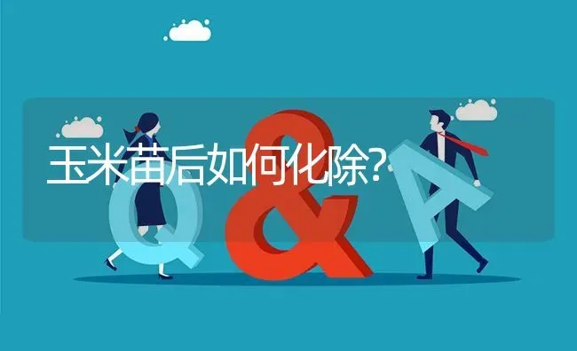 玉米苗后如何化除? | 养殖问题解答