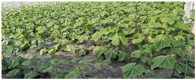 种植黄瓜怎样铺地膜 | 三农问答