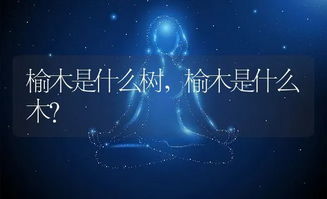 榆木是什么树,榆木是什么木？ | 养殖常见问题