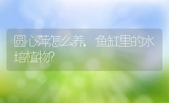 圆心萍怎么养,鱼缸里的水培植物？ | 养殖常见问题