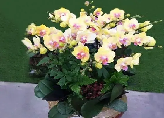 植物常识问题|小雪后如何养蝴蝶兰开满花
