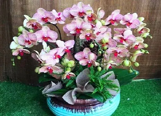 植物常识问题|小雪后如何养蝴蝶兰开满花