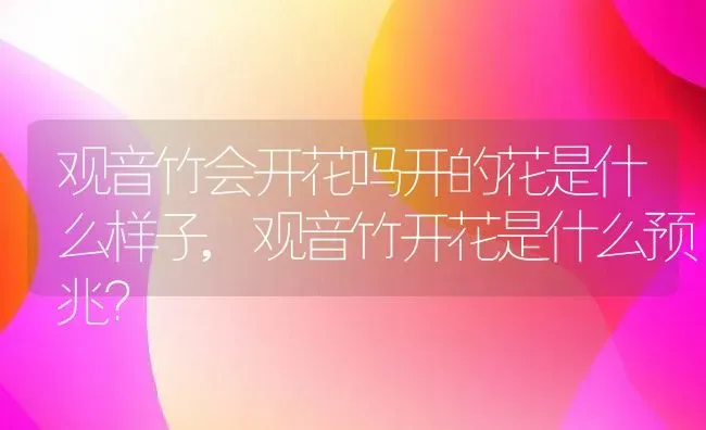 观音竹会开花吗开的花是什么样子,观音竹开花是什么预兆？ | 养殖常见问题