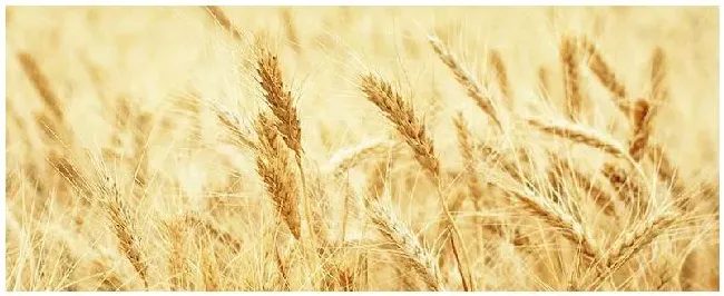 印度出口到中国的农产品 | 三农问答